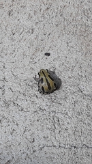 Kassina senegalensis