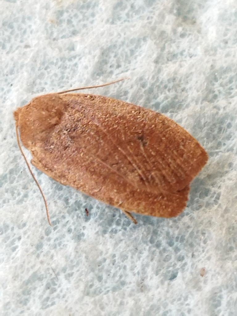 Conistra ragusae