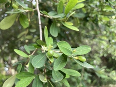 Erythroxylum delagoense