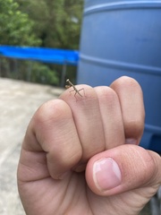 Callimantis antillarum