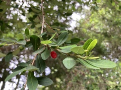 Erythroxylum delagoense