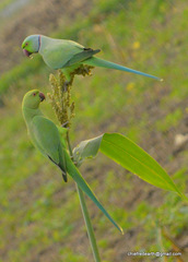 Psittacula krameri