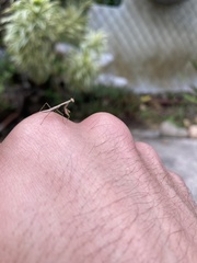 Callimantis antillarum