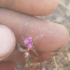 Ammannia senegalensis