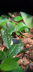 Euriphene veronica