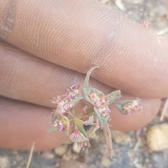 Ammannia senegalensis