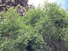 Erythroxylum delagoense