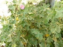 Malva subovata