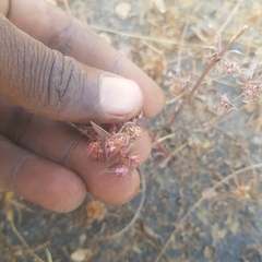Ammannia senegalensis