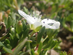 Arenaria