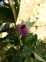 Malva subovata
