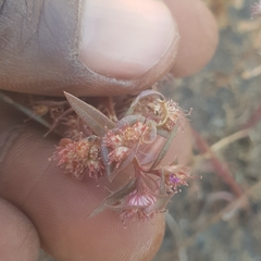 Ammannia senegalensis