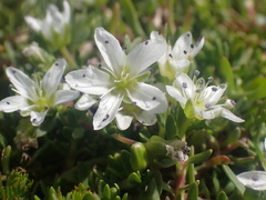 Arenaria
