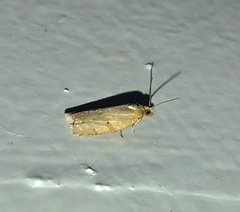 Clepsis divulsana