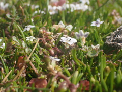 Arenaria