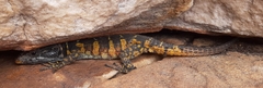 Pseudocordylus microlepidotus microlepidotus