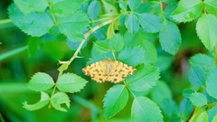 Pseudopanthera macularia