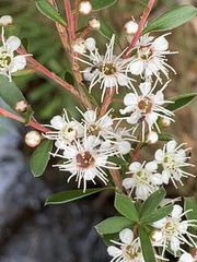 Kunzea leptospermoides