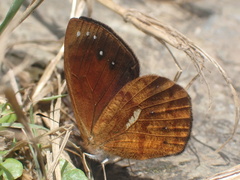 Lymanopoda ferruginosa
