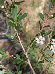Kunzea leptospermoides