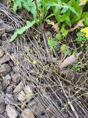 Myosotis sparsiflora