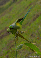 Psittacula krameri