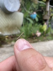 Callimantis antillarum