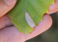 Phyllonorycter maestingella