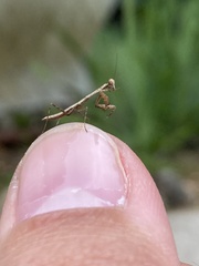 Callimantis antillarum