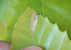 Phyllonorycter maestingella
