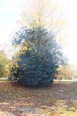 Juniperus communis communis