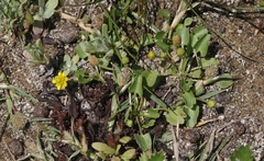 Halerpestes cymbalaria