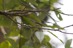 Aethopyga gouldiae