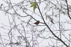 Pericrocotus brevirostris