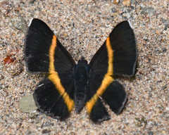 Parcella amarynthina