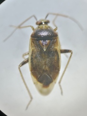 Lygus rugulipennis