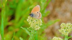 Coenonympha leander
