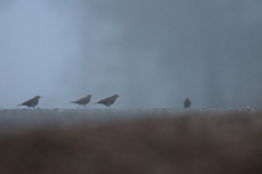 Anthus hodgsoni