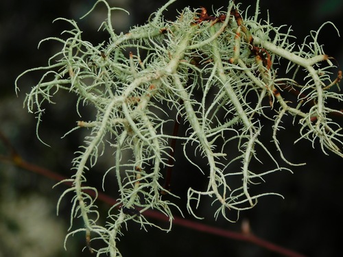 Usnea cornuta