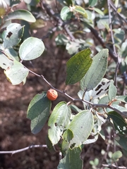 Ziziphus oenopolia