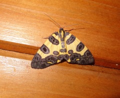 Pantherodes