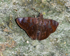 Pellicia costimacula