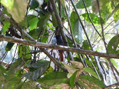 Terpsiphone rufocinerea