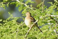 Cercotrichas leucophrys