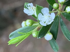 Kunzea leptospermoides