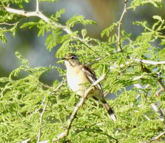 Cercotrichas leucophrys