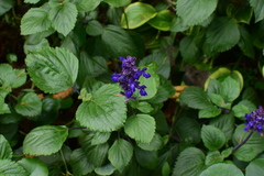 Salvia farinacea