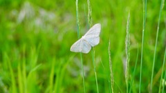 Scopula floslactata