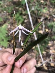 Dendrobium schoeninum