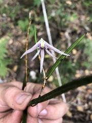 Dendrobium schoeninum